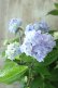 画像8: 山紫陽花 "無双の舞" 14cmポット