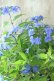 画像3: 山紫陽花 "美栄の華" 14cmポット