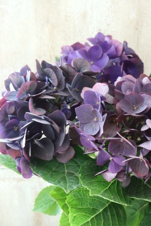 画像2: 秋色紫陽花 "ディープパープル" No.5