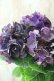 画像2: 秋色紫陽花 "ディープパープル" No.5 (2)