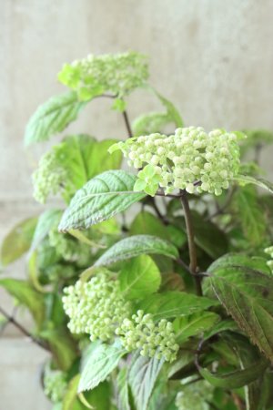 画像7: 山紫陽花 "緑宝" 14cmポット