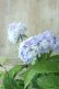 画像7: 山紫陽花 "無双の舞" 14cmポット