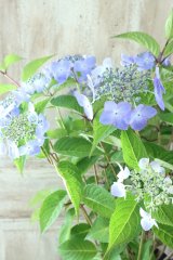 山紫陽花 "夜明けまえ" 14cmポット