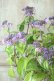 画像2: 山紫陽花 "日高新錦" 14cmポット (2)