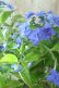 画像8: 山紫陽花 "美栄の華" 14cmポット