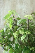 山紫陽花 "緑宝" 14cmポット