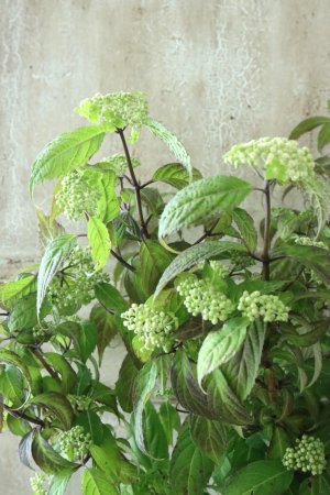 画像1: 山紫陽花 "緑宝" 14cmポット
