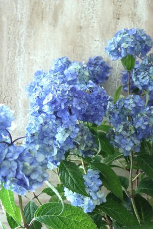 画像3: 山紫陽花 "津江のこでまり" 14cmポット