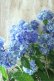 画像3: 山紫陽花 "津江のこでまり" 14cmポット