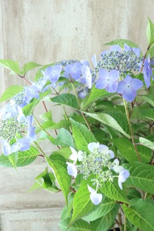 画像3: 山紫陽花 "夜明けまえ" 14cmポット