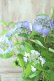 画像3: 山紫陽花 "夜明けまえ" 14cmポット