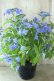 画像9: 山紫陽花 "美栄の華" 14cmポット