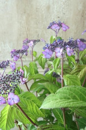 画像6: 山紫陽花 "日高新錦" 14cmポット