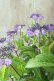 画像6: 山紫陽花 "日高新錦" 14cmポット
