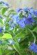 画像7: 山紫陽花 "美栄の華" 14cmポット