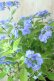 画像1: 山紫陽花 "美栄の華" 14cmポット (1)