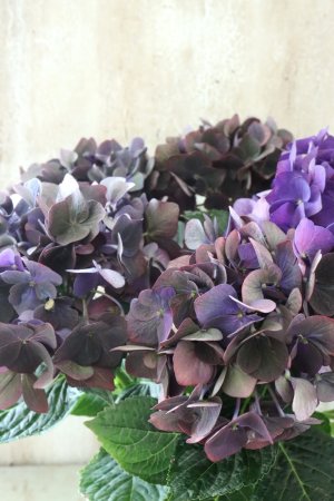 画像1: 秋色紫陽花 "ディープパープル" No.4