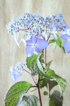 画像3: 山紫陽花 "しゅりけん" 14cmポット