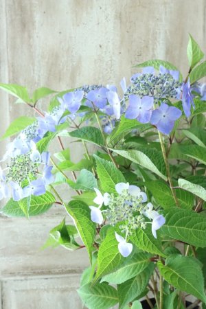 画像4: 山紫陽花 "夜明けまえ" 14cmポット