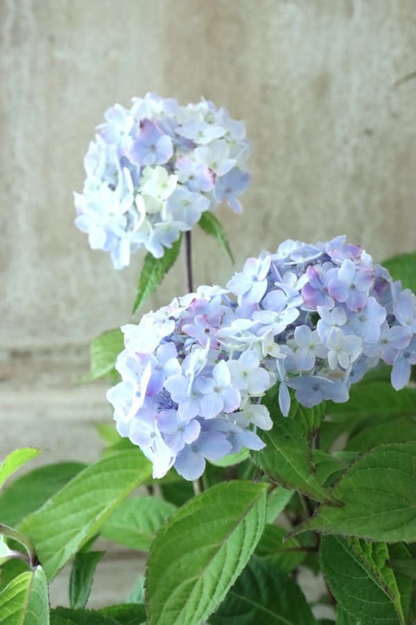 ぶんぶく茶釜　激レア紫陽花「くるくる」挿し穂3本＋おまけ アジサイカット苗 ぶんぶく茶釜様専用 激レア紫陽花「くるくる」挿し穂3本＋おまけ