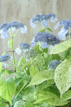 画像1: 山紫陽花 "エゾチリフ" 14cmポット