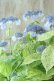 画像1: 山紫陽花 "エゾチリフ" 14cmポット (1)