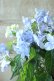 画像9: 山紫陽花 "剣の舞" 14cmポット