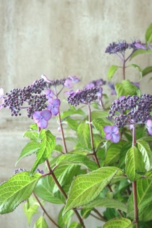 画像5: 山紫陽花 "日高新錦" 14cmポット