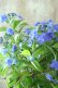 画像6: 山紫陽花 "美栄の華" 14cmポット