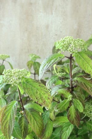 画像9: 山紫陽花 "緑宝" 14cmポット