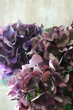 画像2: 秋色紫陽花 "ディープパープル" No.1