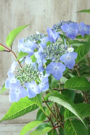画像6: 山紫陽花 "夜明けまえ" 14cmポット