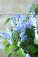 画像3: 山紫陽花 "剣の舞" 14cmポット