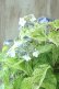 画像6: 山紫陽花 "エゾチリフ" 14cmポット