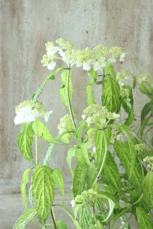 画像5: 山紫陽花 "散り斑天城甘茶" 14cmポット