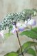 画像3: 山紫陽花 "虹紫" 14cmポット