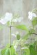 画像6: 山紫陽花 "清澄沢" 14cmポット