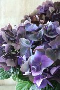 秋色紫陽花 "ディープパープル" No.3