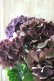 画像5: 秋色紫陽花 "ディープパープル" No.1