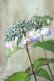 画像1: 山紫陽花 "虹紫" 14cmポット (1)