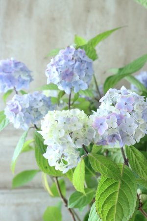 画像1: 山紫陽花 "無双の舞" 14cmポット