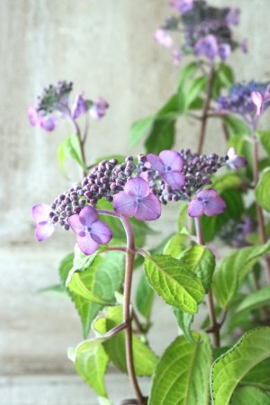 画像3: 山紫陽花 "日高新錦" 14cmポット