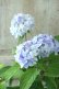 画像6: 山紫陽花 "無双の舞" 14cmポット