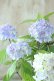 画像3: 山紫陽花 "無双の舞" 14cmポット