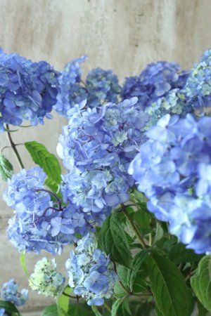画像2: 山紫陽花 "津江のこでまり" 14cmポット
