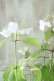 画像5: 山紫陽花 "清澄沢" 14cmポット