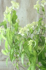 山紫陽花 "散り斑天城甘茶" 14cmポット