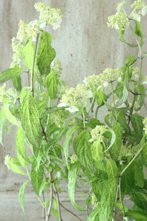 画像1: 山紫陽花 "散り斑天城甘茶" 14cmポット