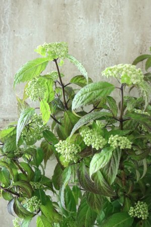 画像2: 山紫陽花 "緑宝" 14cmポット