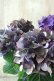 画像6: 秋色紫陽花 "ディープパープル" No.4